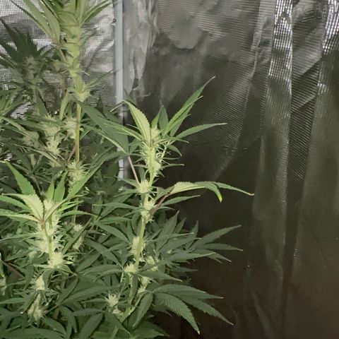 Knows Candy growlog timeline photo