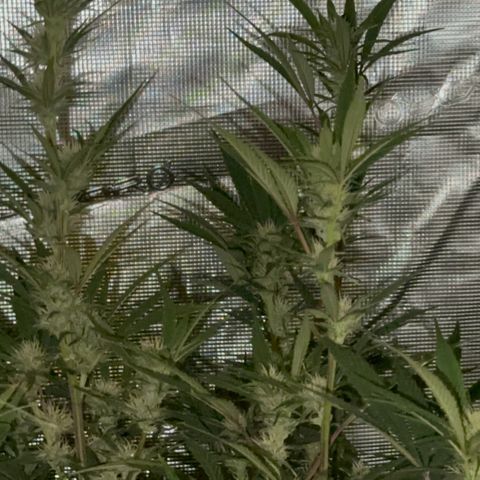Knows Candy growlog timeline photo