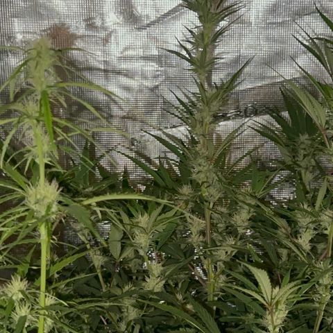 Knows Candy growlog timeline photo
