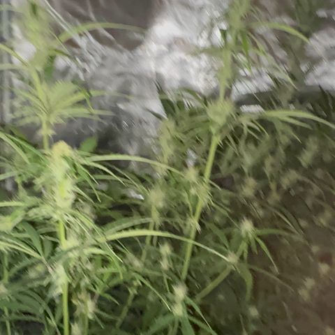 Piña X Zweet  growlog timeline photo