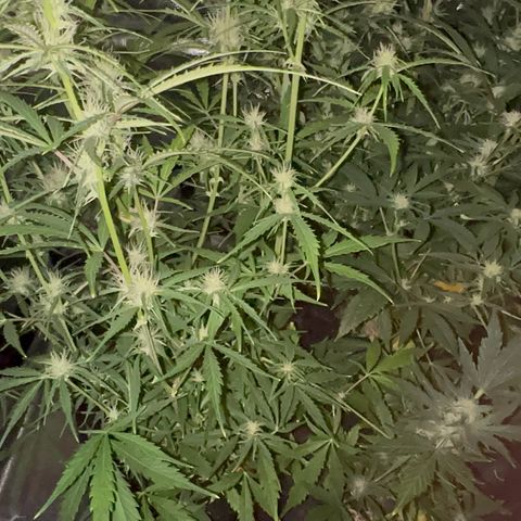 Piña X Zweet  growlog timeline photo