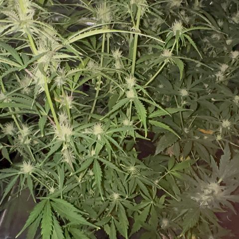 Piña X Zweet  growlog timeline photo