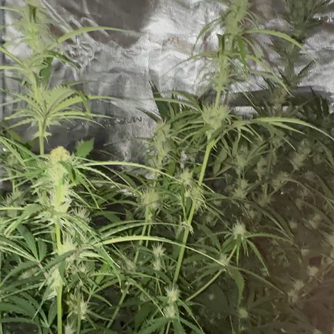 Piña X Zweet  growlog timeline photo