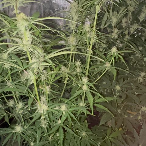 Piña X Zweet  growlog timeline photo