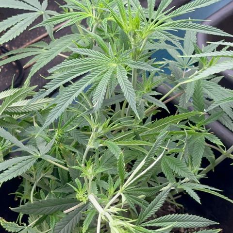  Hawaiian Snow  growlog timeline photo