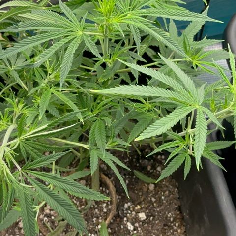  Hawaiian Snow  growlog timeline photo