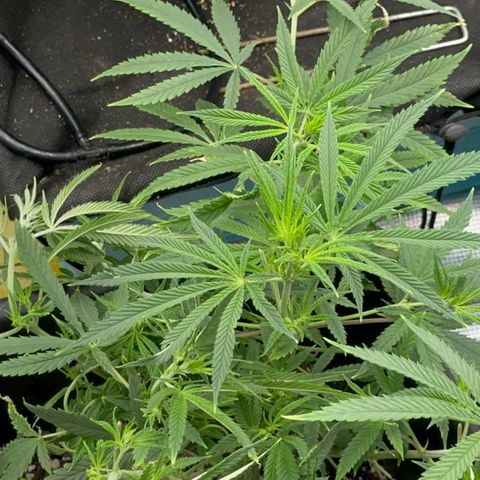 Hawaiian Snow  growlog timeline photo
