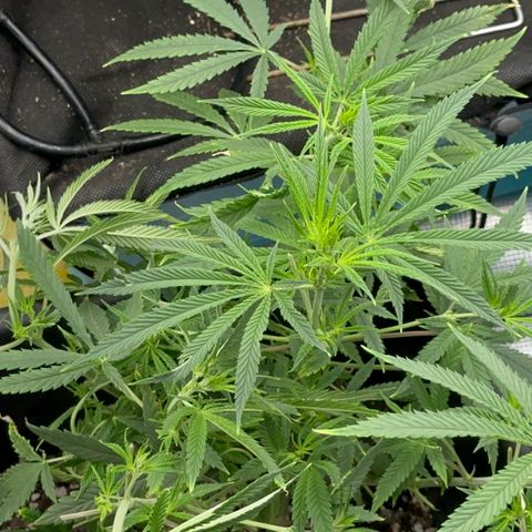  Hawaiian Snow  growlog timeline photo