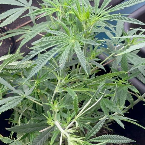  Hawaiian Snow  growlog timeline photo