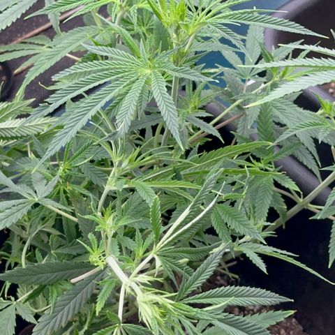  Hawaiian Snow  growlog timeline photo