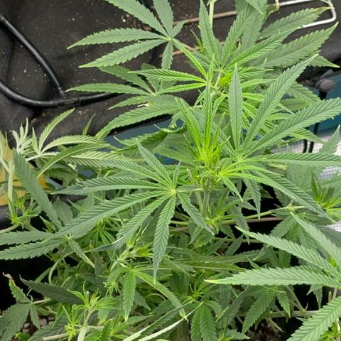  Hawaiian Snow  growlog timeline photo