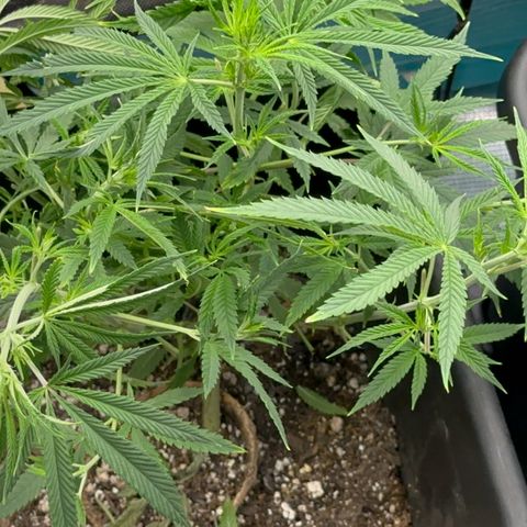  Hawaiian Snow  growlog timeline photo