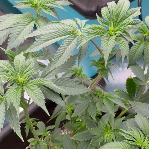 Dayger  growlog timeline photo