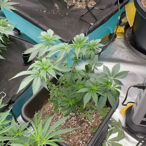 Dayger  growlog timeline photo