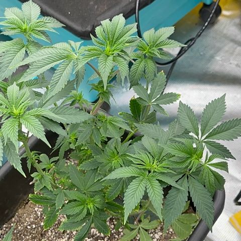 Dayger  growlog timeline photo