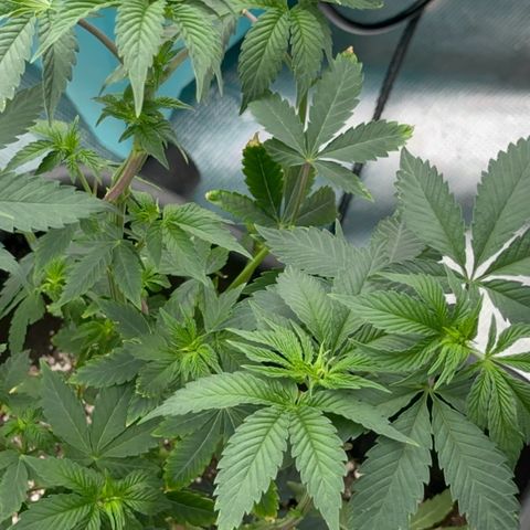 Dayger  growlog timeline photo