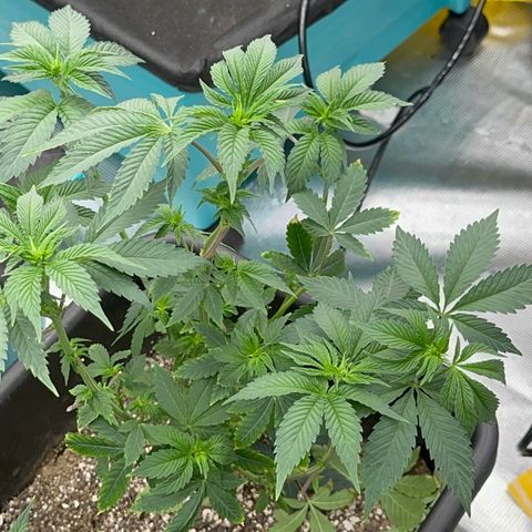 Dayger  growlog timeline photo