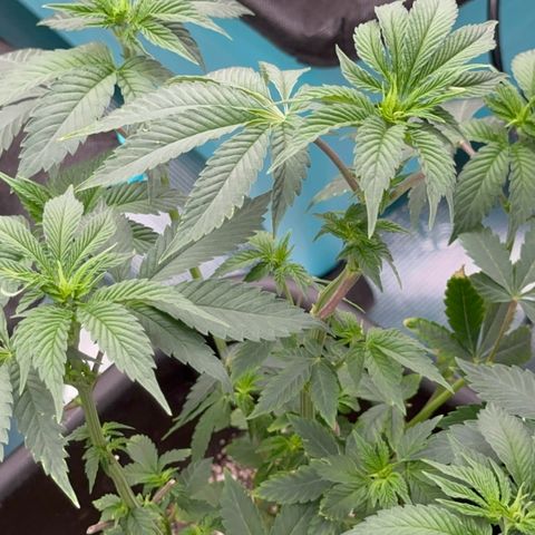Dayger  growlog timeline photo