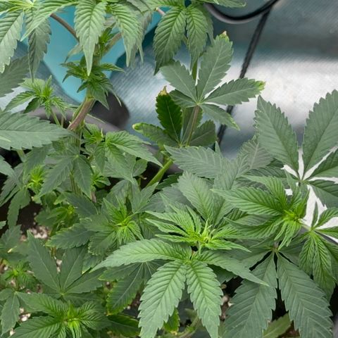 Dayger  growlog timeline photo