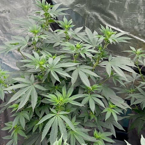 Deleted  🎬 1 growlog timeline photo