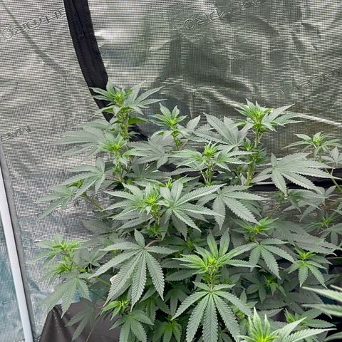 Deleted  🎬 1 growlog timeline photo