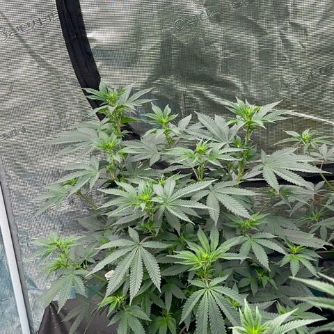 Deleted  🎬 1 growlog timeline photo