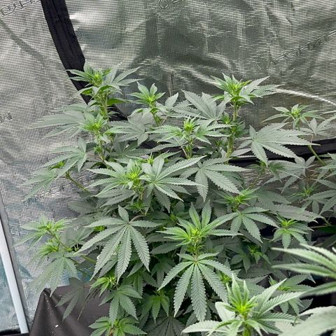 Deleted  🎬 1 growlog timeline photo