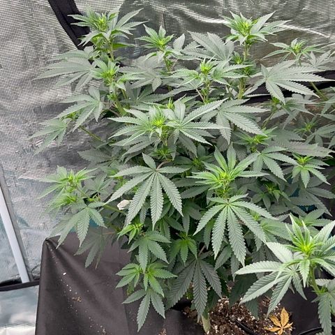 Deleted  🎬 1 growlog timeline photo