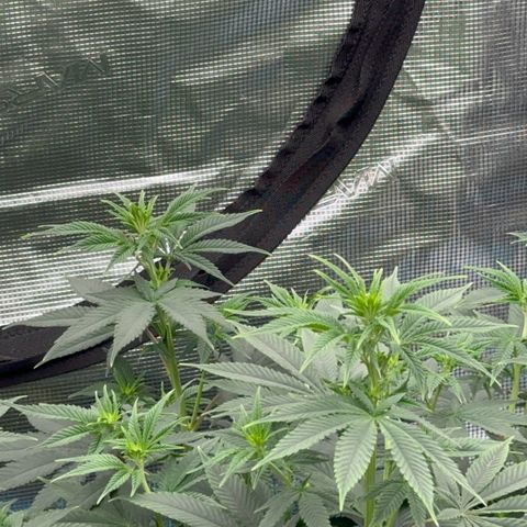  Cluster bomb  growlog timeline photo