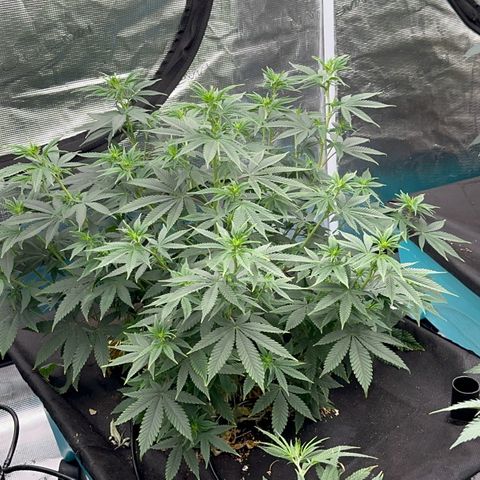  Cluster bomb  growlog timeline photo