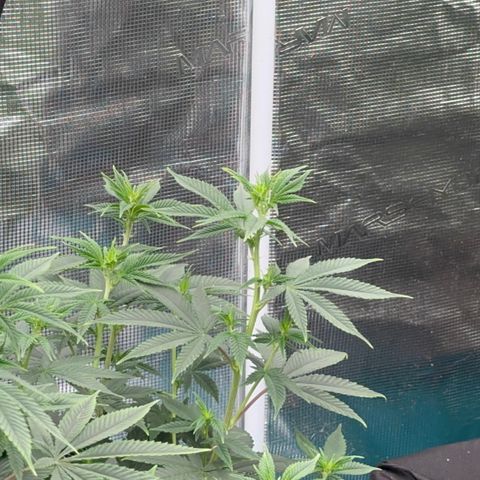  Cluster bomb  growlog timeline photo