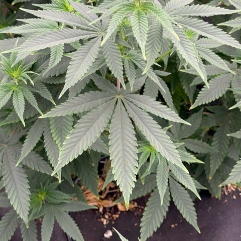  Cluster bomb  growlog timeline photo