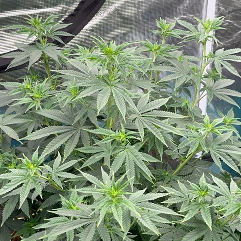  Cluster bomb  growlog timeline photo
