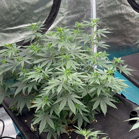  Cluster bomb  growlog timeline photo