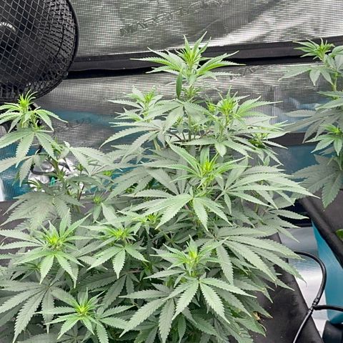  Critical Light growlog timeline photo