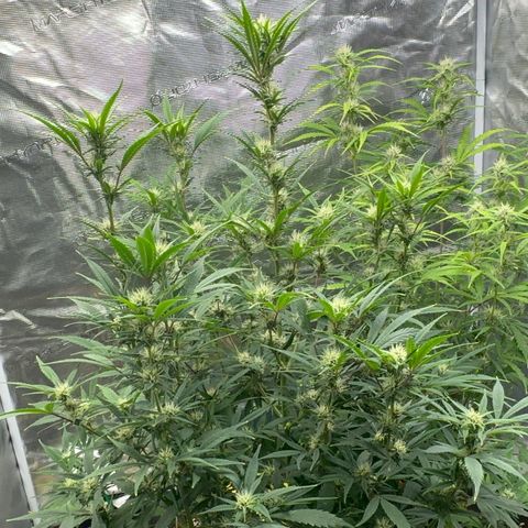 Knows Candy growlog timeline photo
