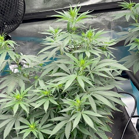  Critical Light growlog timeline photo