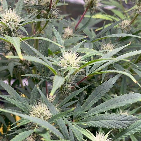 Knows Candy growlog timeline photo