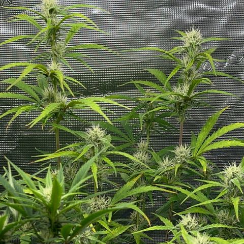Piña X Zweet  growlog timeline photo