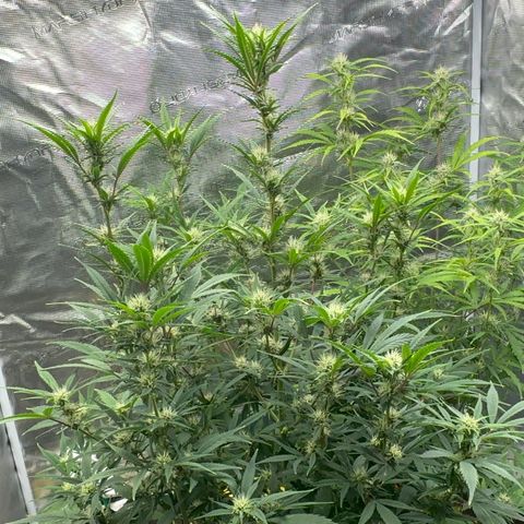 Knows Candy growlog timeline photo