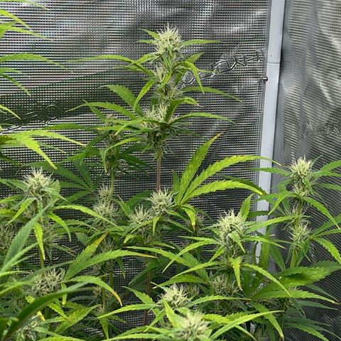 Piña X Zweet  growlog timeline photo