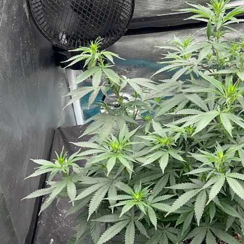  Critical Light growlog timeline photo