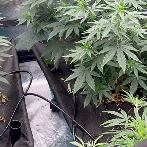  Critical Light growlog timeline photo