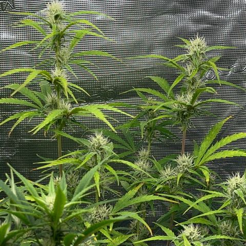 Piña X Zweet  growlog timeline photo