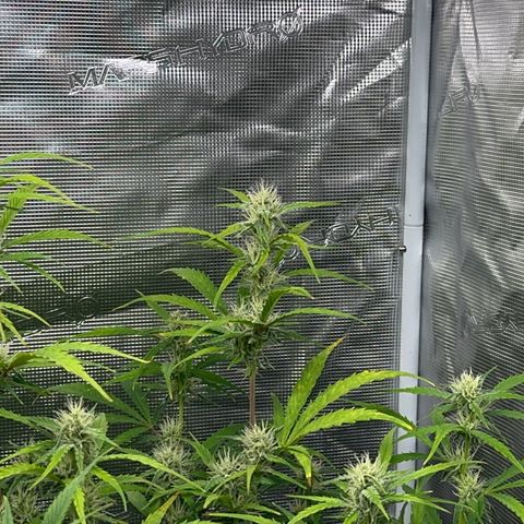 Piña X Zweet  growlog timeline photo