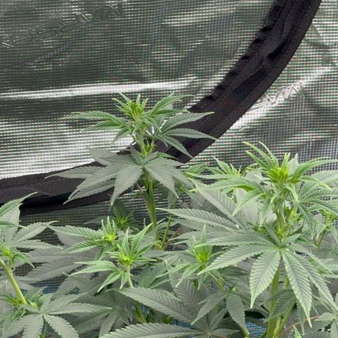  Cluster bomb  growlog timeline photo