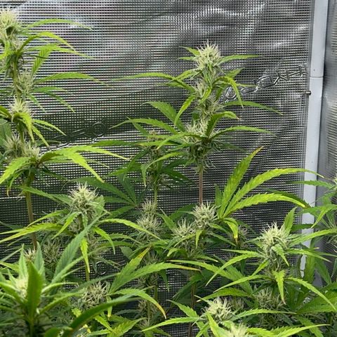 Piña X Zweet  growlog timeline photo