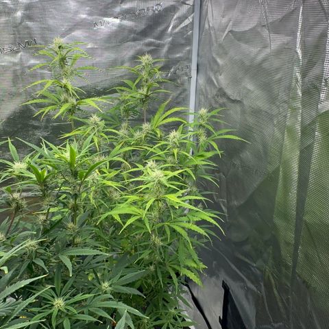 Piña X Zweet  growlog timeline photo