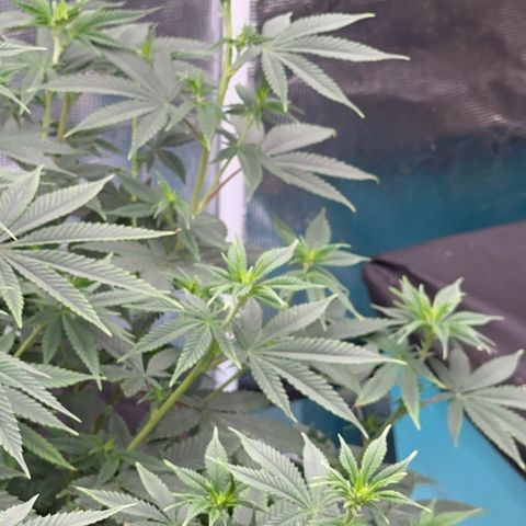  Cluster bomb  growlog timeline photo
