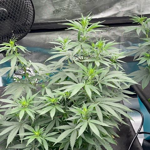  Critical Light growlog timeline photo